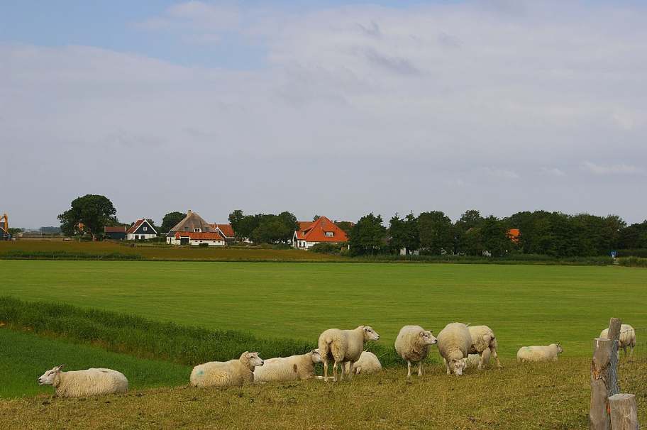 Texel kamperen